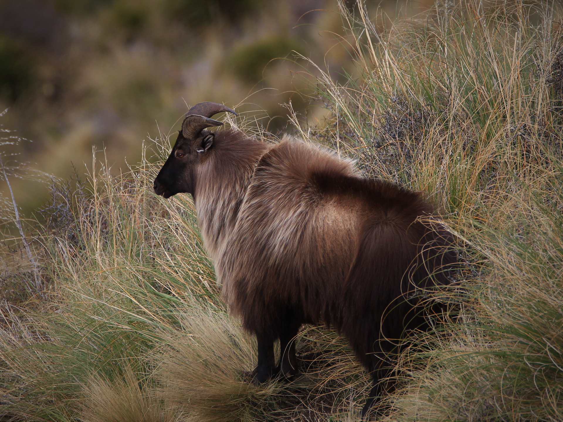 HIMALAYAN TAHR